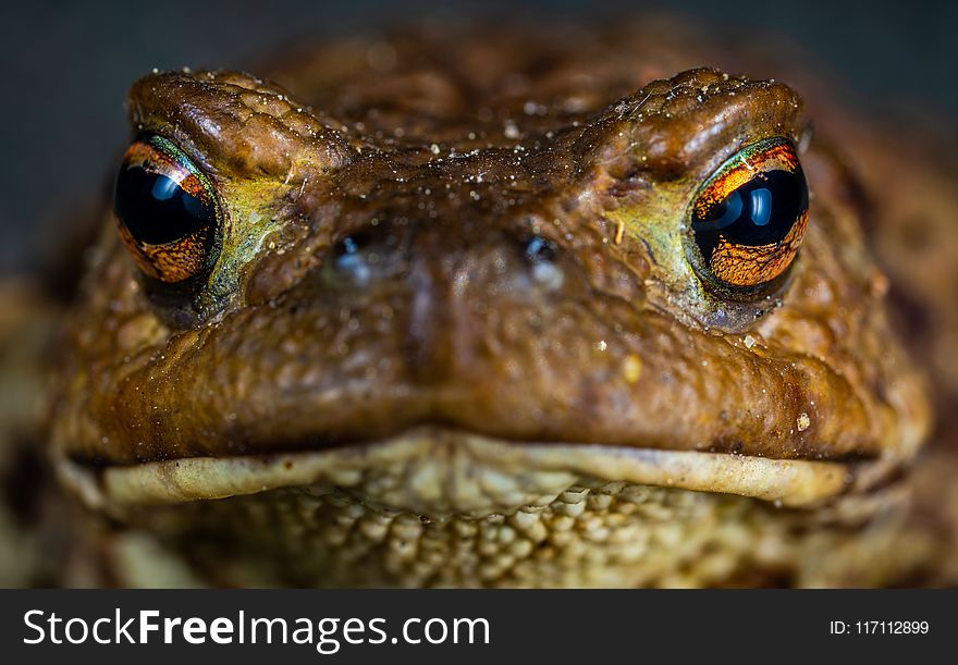 Macro Shot Photo of a Brown Frog