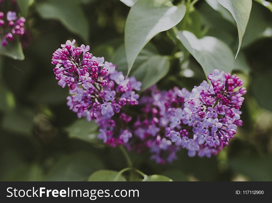 Selective Focus Photography of Purple Lilac Flowers