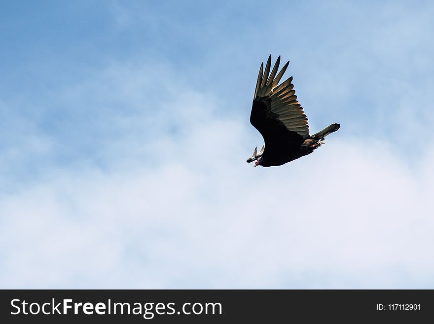 Black And Gray Bird Flying Under White Clouds And Blue Sky