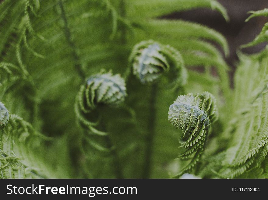 Close-up Photography of Green Fern Plant