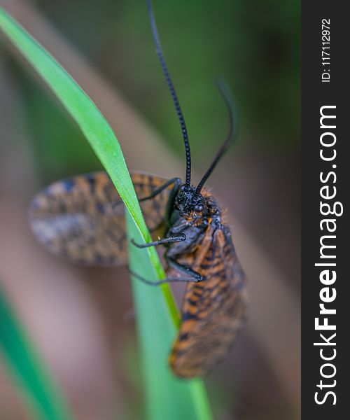 Brown and Black Winged Insect on Green Leaf Plant