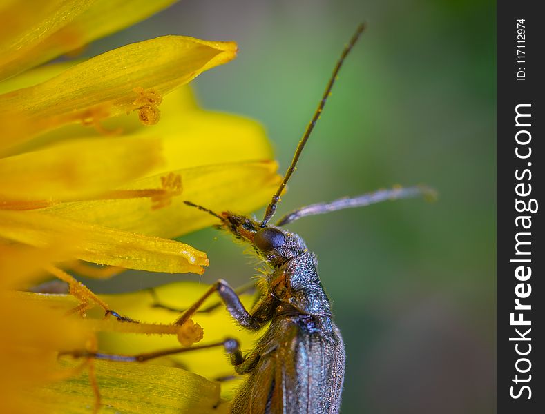 Brown Long-horned Insect on Yellow Petaled Flower