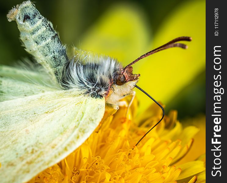 Butterfly on Yellow Petaled Flower