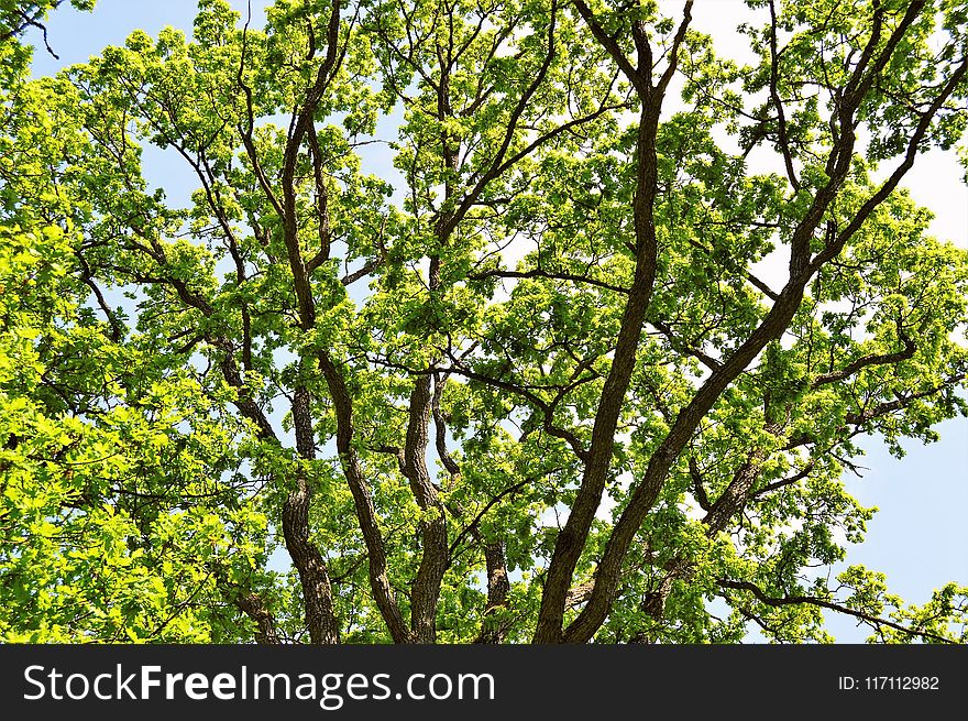 Photo of Green Leafed Tree