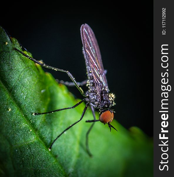 Macro Photography of Black Mosquito
