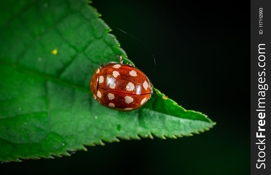 Macro Photography of Red Ladybug