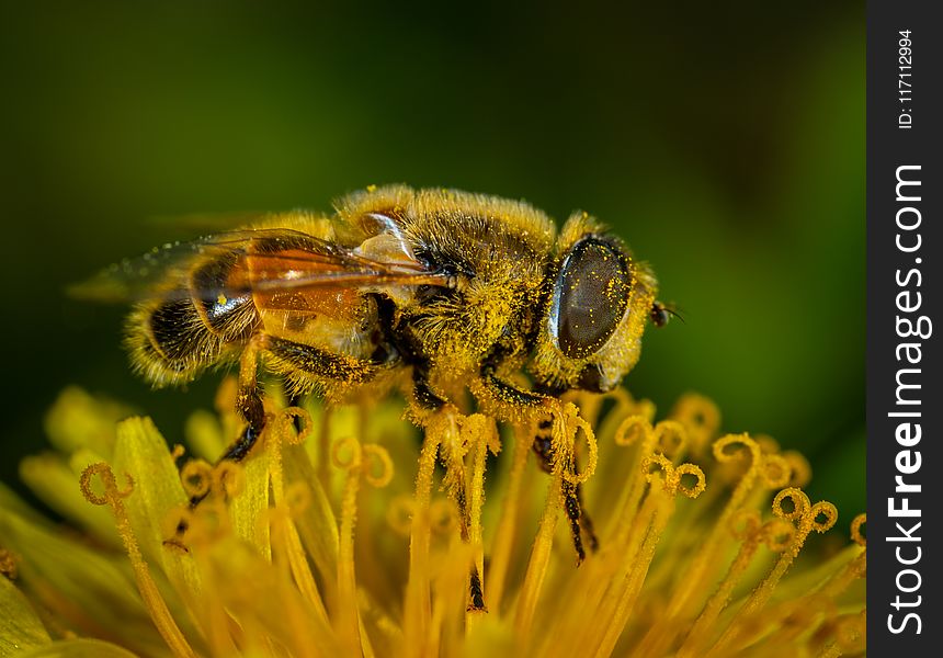 Macro Photography of Honey Bee on Petaled Flower