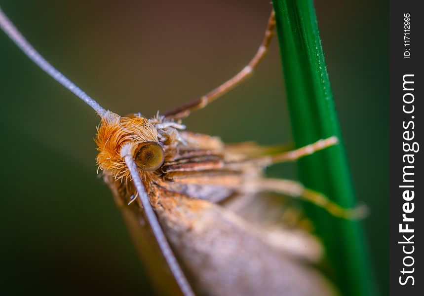 Brown Winged Insect on Green Leaf Plant