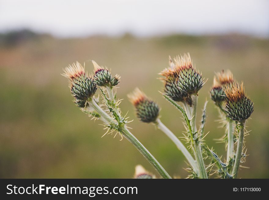 Selective Focus Photo of Green Thistle Buds at Daytime