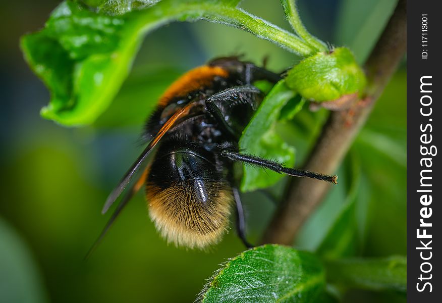 Orange and Black Winged Insect on Green Leaf Plant