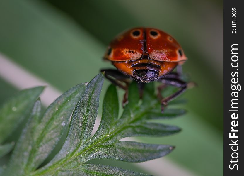 Close-up Photography of Red and Black Ladybug