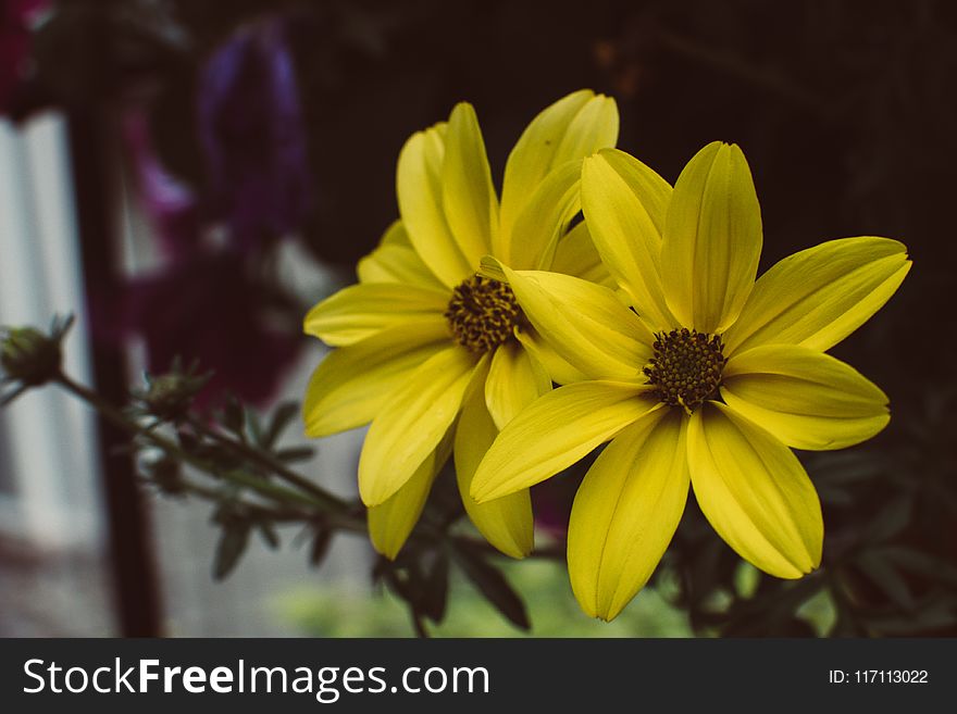 Close-up Photography of Yellow Petaled Flowers