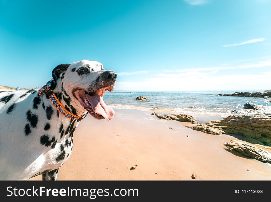 Photography of a Dog on Seashore