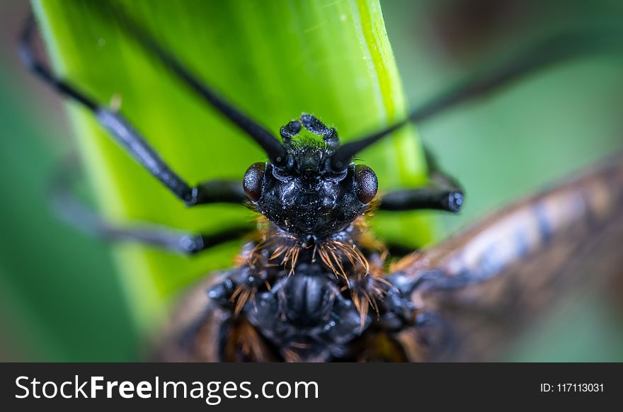 Macro Photography Of Brown And Black Beetle