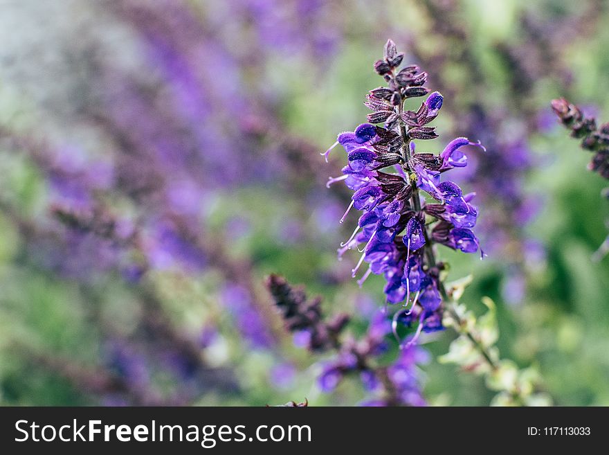 Selective Focus Photography Purple Petal Flower Plant