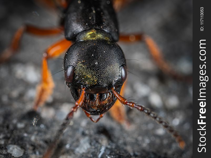 Macro Shot Photography of Insect Head