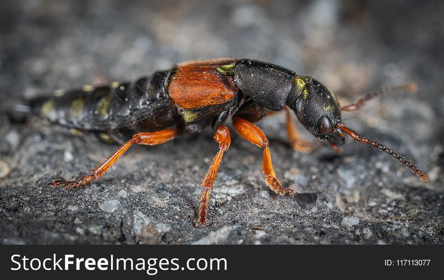 Black and Orange Beetle on Grey Surface