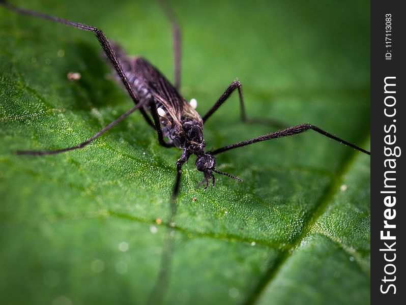 Black And Brown Crawling Insect On Green Leaf