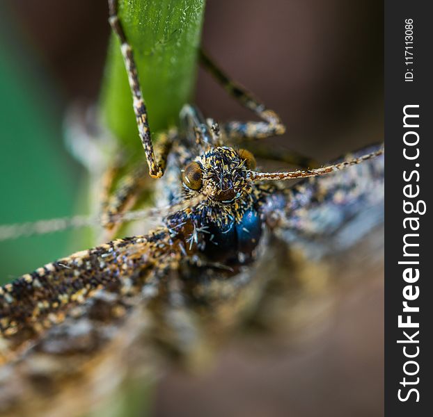 Close-up Photography Of Brown Winged Insect On Leaf Stem