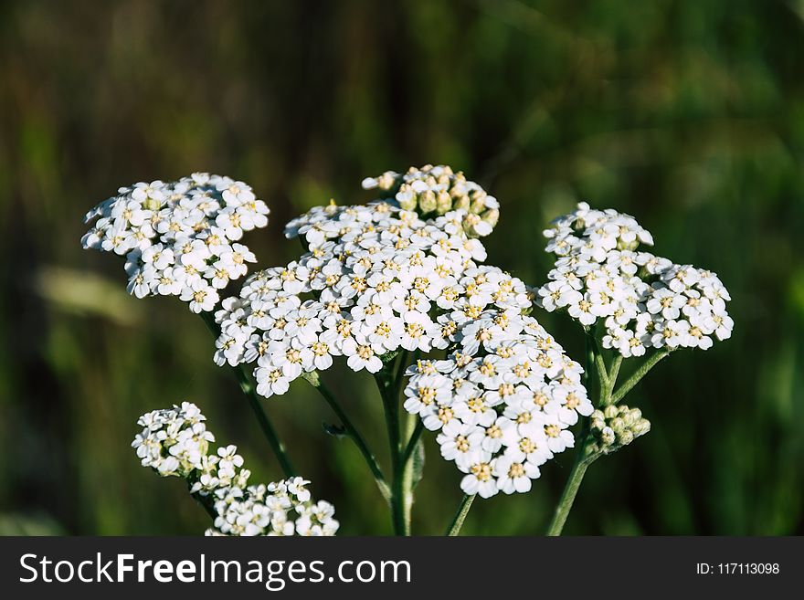 Selective Photography of White Petaled Flowers at Daytime