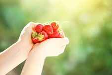 The Child Is Holding Strawberries In The Garden. Strawberry. Harvest. Selective Focus. Stock Photography