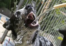 Dog Playing With Water Jet Outdoors Stock Images