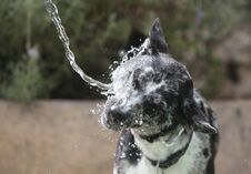 Dog Playing With Water Jet Outdoors Stock Photo