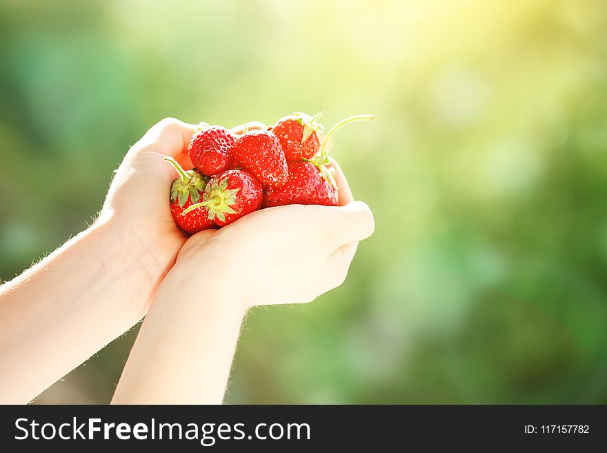 The child is holding strawberries in the garden. Strawberry. Harvest. Selective focus. Background with copy space.