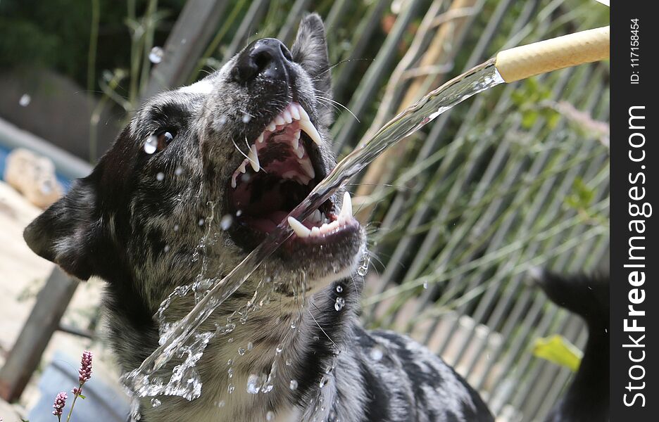 Dog playing with water jet outdoors