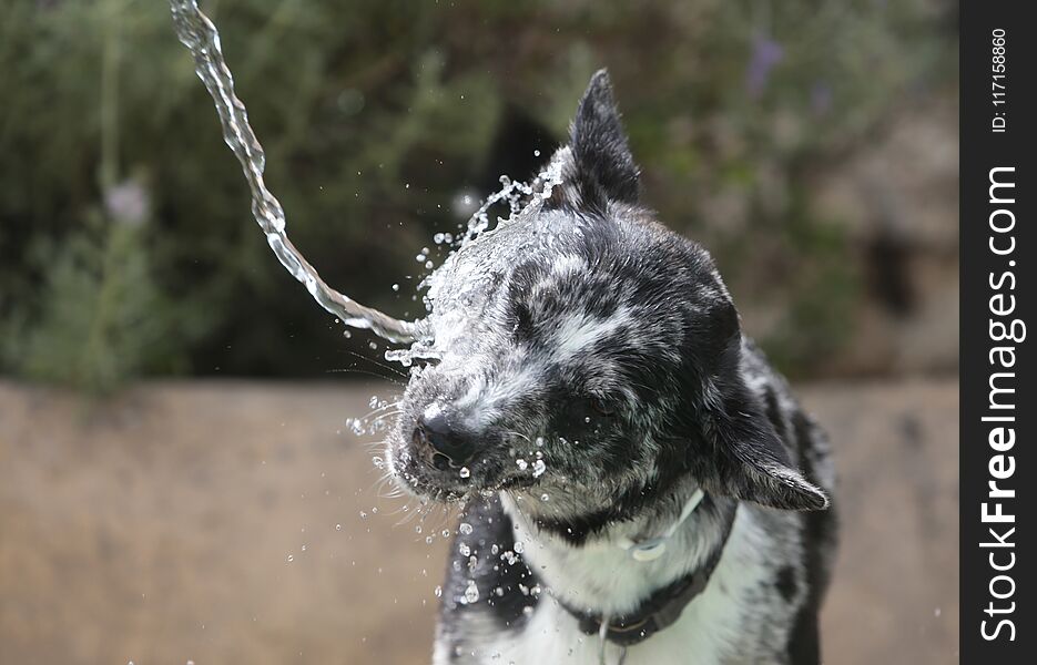 Dog playing with water jet outdoors