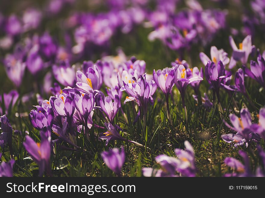 Beautiful violet crocus flowers growing in the grass, the first sign of spring. Seasonal easter background. Beautiful violet crocus flowers growing in the grass, the first sign of spring. Seasonal easter background.