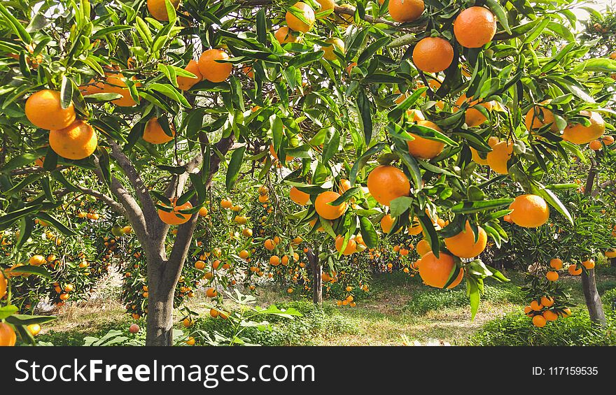 Tangerine sunny garden with green leaves and ripe fruits. Mandarin orchard with ripening citrus fruits. Natural outdoor food background