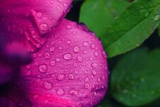 Peony Flower Background Royalty Free Stock Images