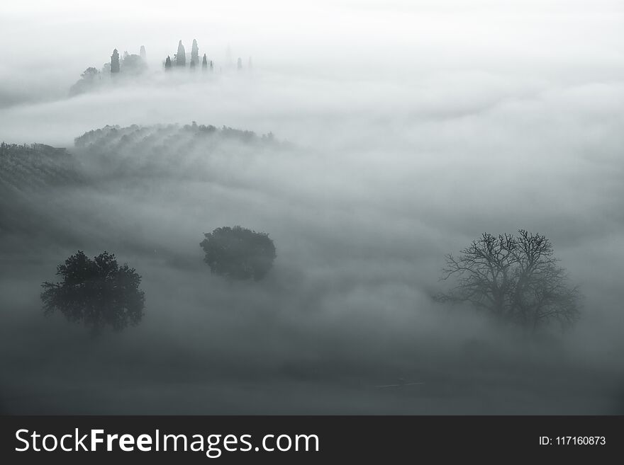 Beautiful foggy sunrise in Tuscany, Italy with separate trees under the fog. Natural misty background in minimalism style. Beautiful foggy sunrise in Tuscany, Italy with separate trees under the fog. Natural misty background in minimalism style