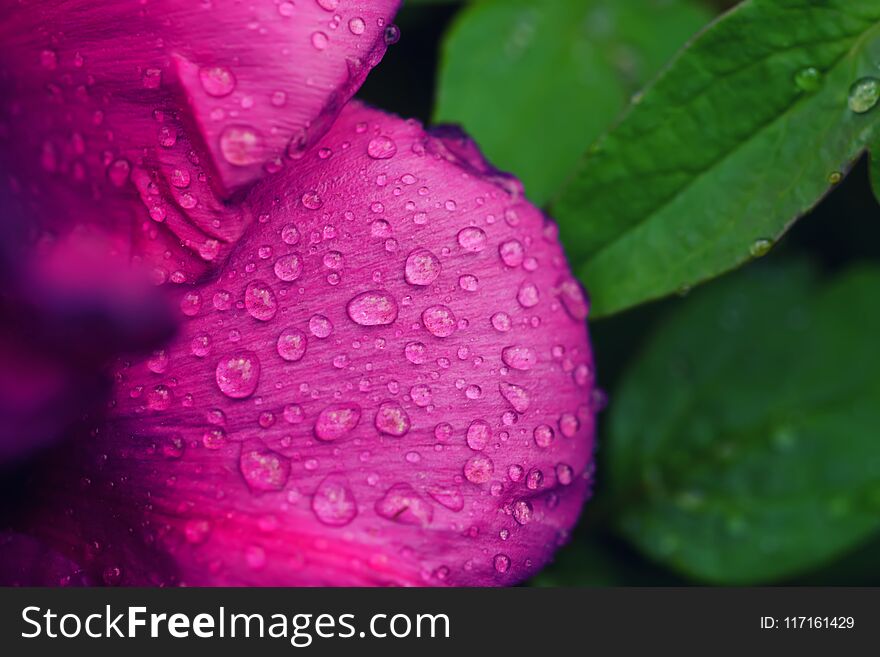 Floral natural background from pink wet peony flower petals with water drops. Floral natural background from pink wet peony flower petals with water drops