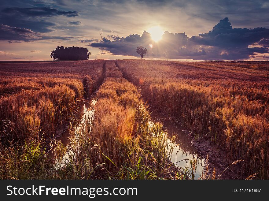 Sunset Over Polish Wheat Fields.