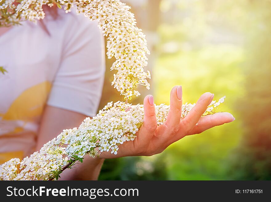 Beautiful flowering shrub spirea . Background with flowers for spring day, sunset. Hand with a branch in the foreground