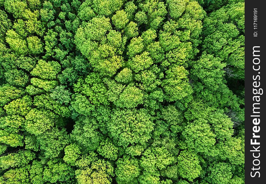 Aerial view beautiful deciduous forest. Photo from the drone