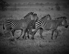 Four Zebras In African Savanna Royalty Free Stock Photo