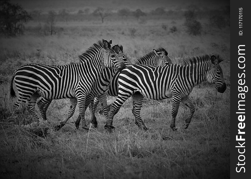 Four zebras in African savanna represent communion, common goals and power of unity