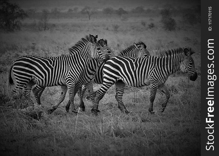 Four Zebras In African Savanna