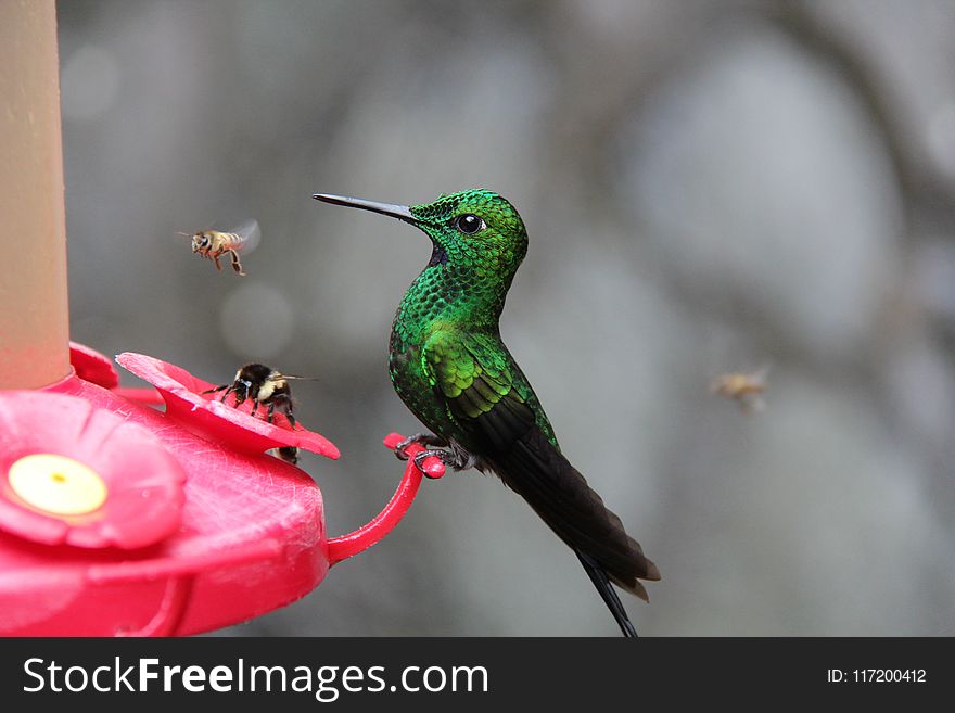 Photo Of Green And Black Hummingbird Perched On Red Branch