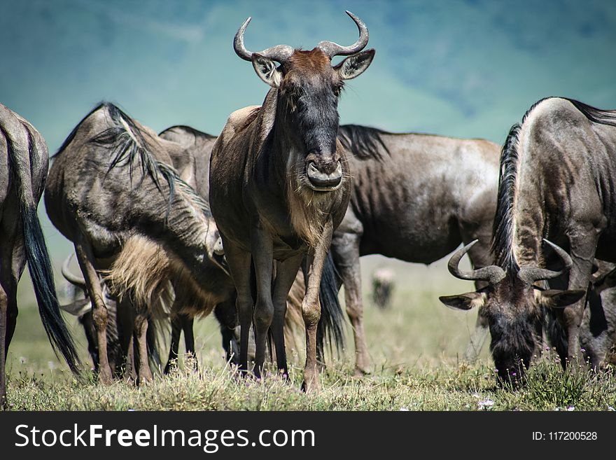 Shallow Focus Photo of Herd of Black-and-brown Buffaloes