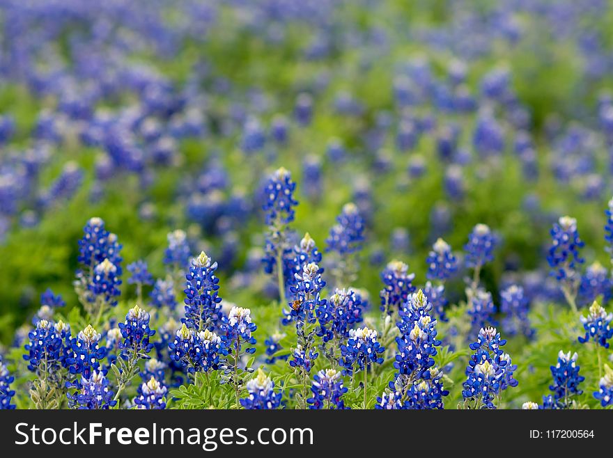 Field of Texas Bluebonnet