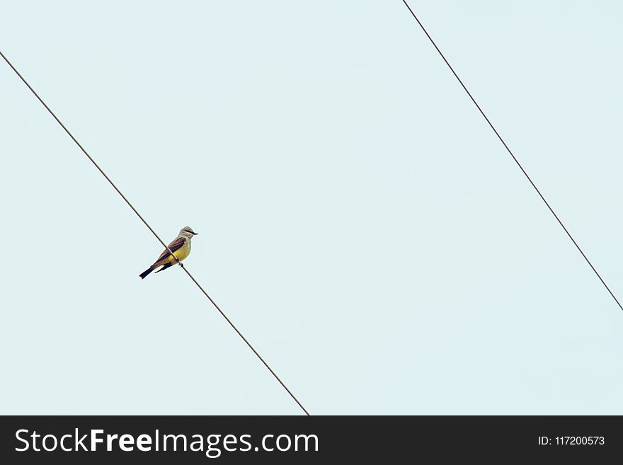 Bird On Cable Wire