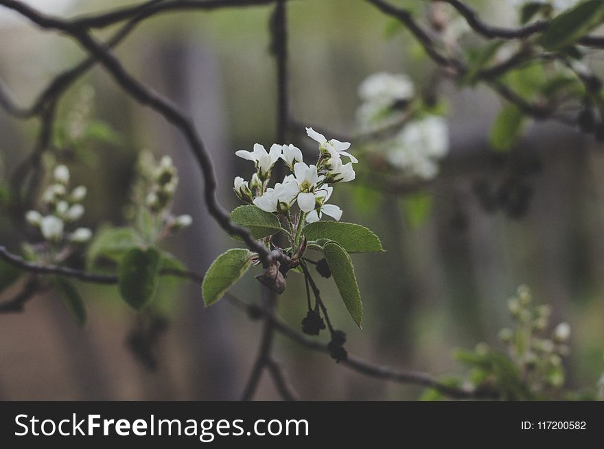 White Cherry Blossoms In Bloom
