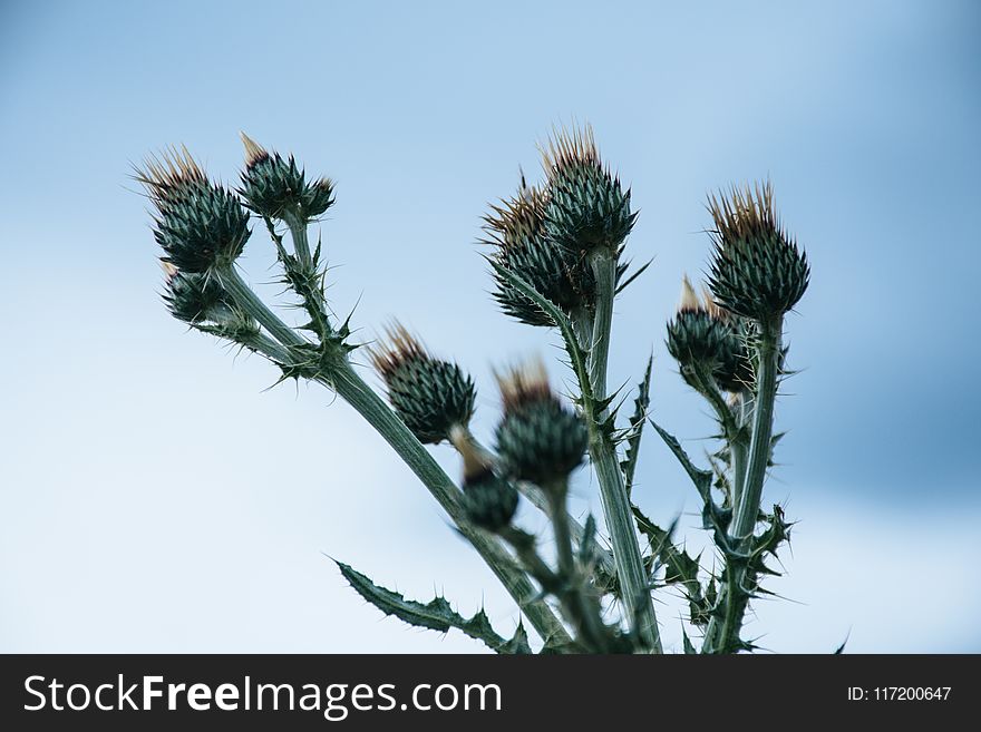 Green Thistle Flower Buds Pin Bloom At Daytime