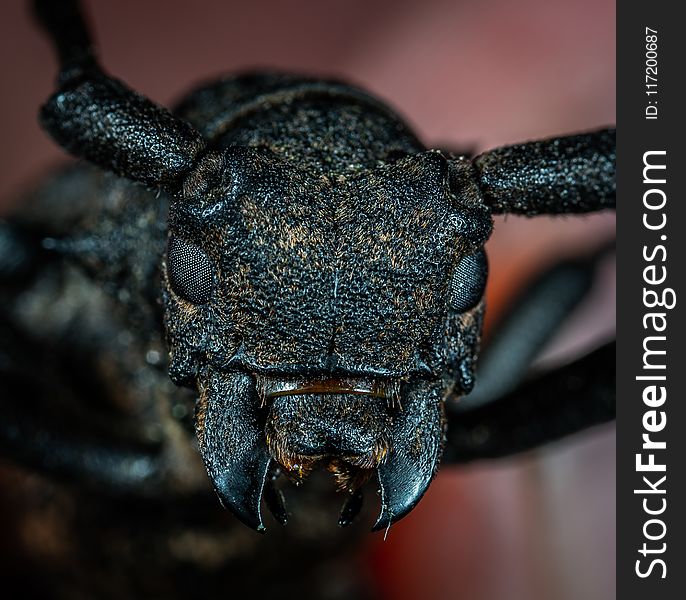 Black Beetle in Macro Photography