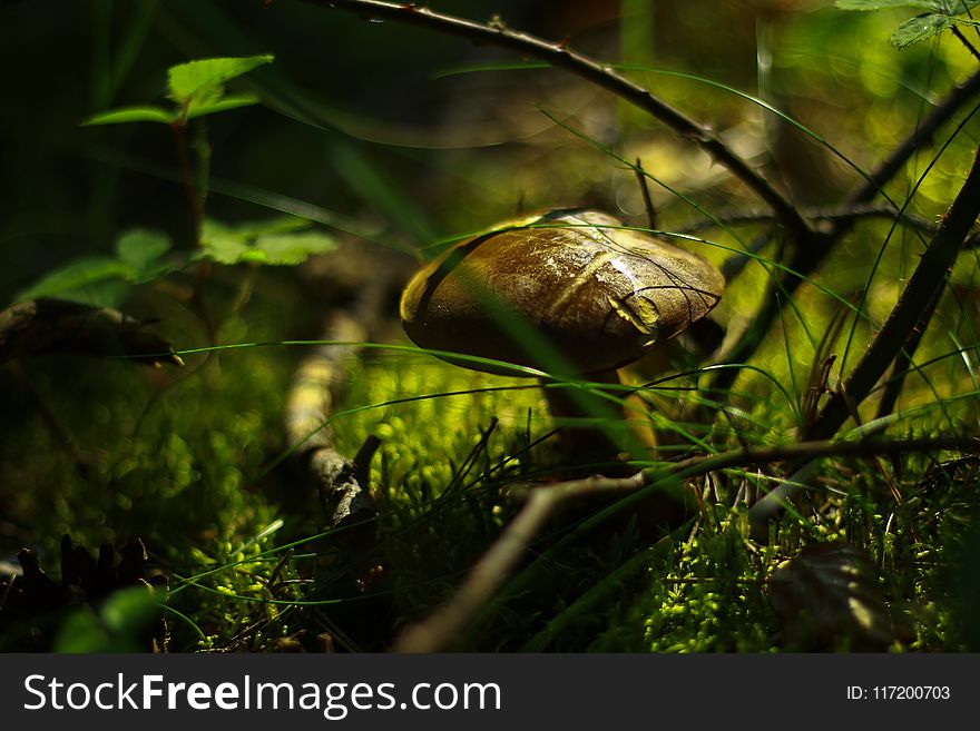 Shallow Focus Photography Of Brown Mushroom