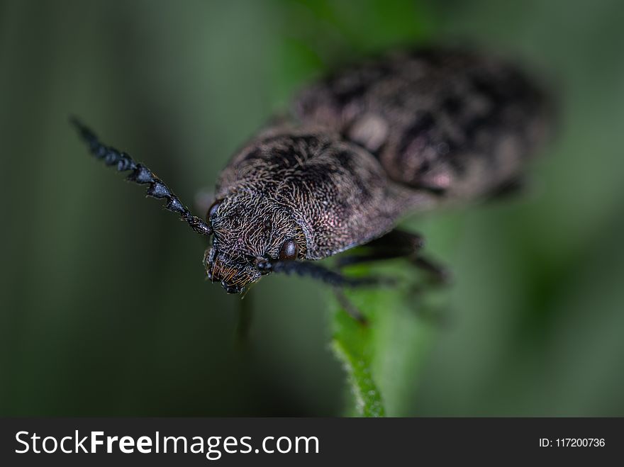 Macro Shoot Photography of Black Beetle on Green Leaf Plant
